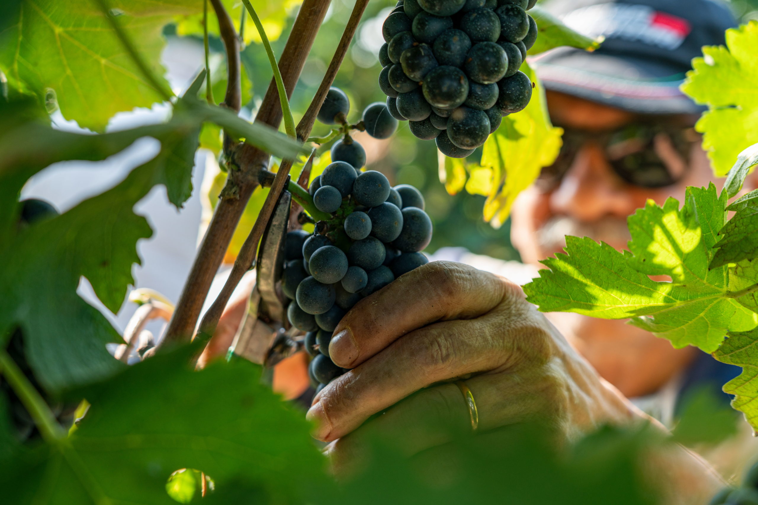 vendemmia2019